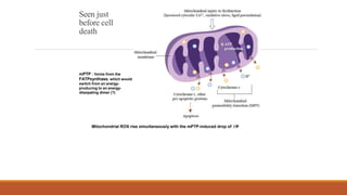 Seen just
before cell
death
Mitochondrial ROS rise simultaneously with the mPTP-induced drop of ∆Ψ
mPTP : forms from the
FATPsynthase, which would
switch from an energy-
producing to an energy-
dissipating dimer (?)
 