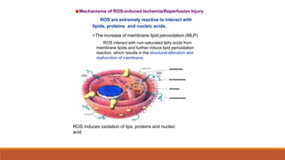 ■Mechanisms of ROS-induced Ischemia/Reperfusion Injury
ROS are extremely reactive to interact with
lipids, proteins and nucleic acids.
The increase of membrane lipid peroxidation (MLP)
ROS interact with non-saturated fatty acids from
membrane lipids and further induce lipid peroxidation
reaction, which results in the structural alteration and
dysfunction of membrane.
ROS induces oxidation of lips, proteins and nucleic
acid.
 