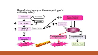Reperfusion Injury: at the re-opening of a
coronary artery
 