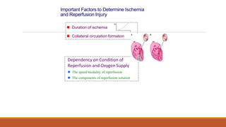 Important Factors to Determine Ischemia
and Reperfusion Injury
 Duration of ischemia
 Collateral circulation formation
Dependency on Condition of
Reperfusion and Oxygen Supply
 The speed/modality of reperfusion
 The components of reperfusion solution
t
IS
 