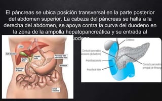 El páncreas se ubica posición transversal en la parte posterior
del abdomen superior. La cabeza del páncreas se halla a la
derecha del abdomen, se apoya contra la curva del duodeno en
la zona de la ampolla hepatopancreática y su entrada al
duodeno.
 