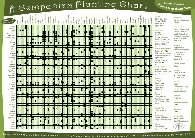 Vegetable Planting Companions Chart