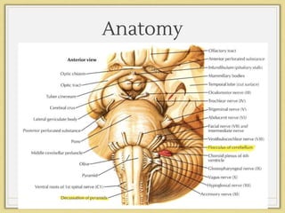 Anatomy
Ventral bs
picture
 