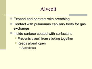 Alveoli
 Expand and contract with breathing
 Contact with pulmonary capillary beds for gas
exchange
 Inside surface coated with surfactant
 Prevents aveoli from sticking together
 Keeps alveoli open
 Atelectasis
 