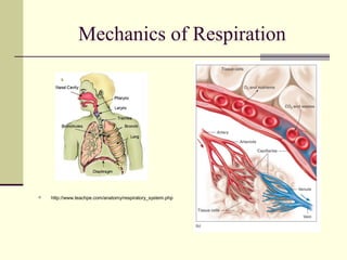Mechanics of Respiration
 http://www.teachpe.com/anatomy/respiratory_system.php
 