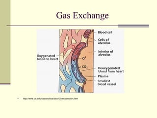 Gas Exchange
 http://www.uic.edu/classes/bios/bios100/lectures/circ.htm
 