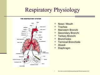 Respiratory Physiology
 Nose / Mouth
 Trachea
 Mainstem Bronchi
 Secondary Bronchi
 Tertiary Bronchi
 Bronchioles
 Terminal Bronchiole
 Alveoli
 Diaphragm
 http://www.uni.edu/schneidj/webquests/spring04/offtowar/respiratory.html
 