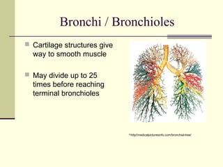 Bronchi / Bronchioles
 Cartilage structures give
way to smooth muscle
 May divide up to 25
times before reaching
terminal bronchioles
http//medicalpicturesinfo.com/bronchial-tree/
 