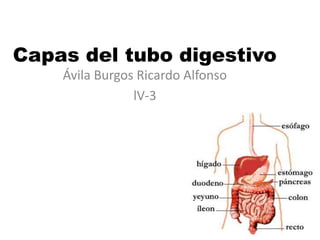 Ávila Burgos Ricardo Alfonso
lV-3
Capas del tubo digestivo
 