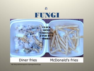 FUNGI
http://blog.stayfreemagazine.org/images/fries25.jpg
CLICK
SOME
FRIES TO
FIND OUT
MORE!
 