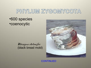 Rhizopus stolonifer
(black bread mold)
•600 species
•coenocytic
CONTINUED
 