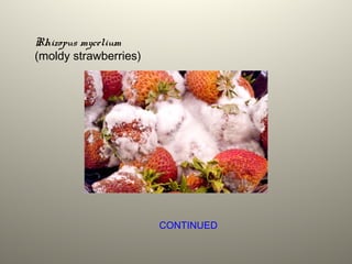 Rhizopus mycelium
(moldy strawberries)
CONTINUED
 
