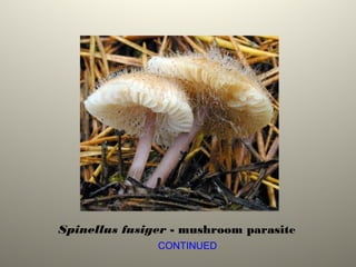 Spinellus fusiger - mushroom parasite
CONTINUED
 