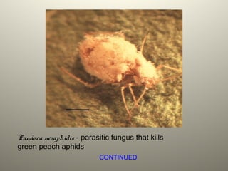 Pandora neoaphidis - parasitic fungus that kills
green peach aphids
CONTINUED
 