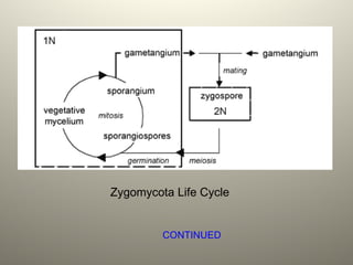 Zygomycota Life Cycle
CONTINUED
 