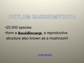 •25,000 species
•form a basidiocarp, a reproductive
structure also known as a mushroom!
CONTINUED
 