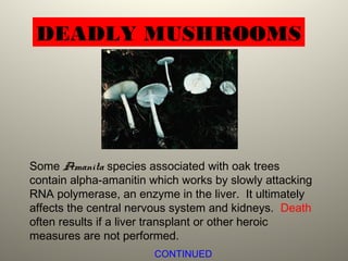 DEADLY MUSHROOMS
Some Amanita species associated with oak trees
contain alpha-amanitin which works by slowly attacking
RNA polymerase, an enzyme in the liver. It ultimately
affects the central nervous system and kidneys. Death
often results if a liver transplant or other heroic
measures are not performed.
CONTINUED
 