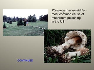 Chlorophyllum molubdites -
most common cause of
mushroom poisoning
in the US
CONTINUED
 