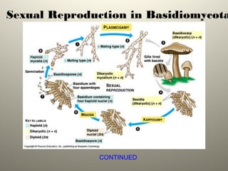Sexual Reproduction in Basidiomycota
CONTINUED
 
