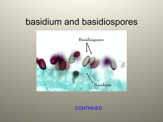 basidium and basidiospores
CONTINUED
 