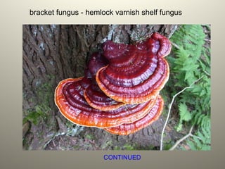 bracket fungus - hemlock varnish shelf fungus
CONTINUED
 