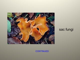sac fungi
CONTINUED
 