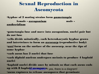 Sexual Reproduction in
Ascomycota
•hyphae of 2 mating strains form gametangia
female - ascogonium male -
antheridium
•gametangia fuse and move into ascogonium, nuclei pair but
do not fuse
•cells divide mitotically, each heterokaryotic hyphae grows
and intertwines to form an ascocarp (reproductive body)
•asci form on the surface of the ascocarp, near the tips of
some hyphae
•each ascus has 2 nuclei that fuse
•each diploid nucleus undergoes meiosis to produce 4 haploid
nuclei
•haploid nuclei divide once by mitosis so that each ascus ends
up with 8 haploid ascospores
•ascus ruptures to release ascospores that germinate
CONTINUED – yes, there is a diagram!
 