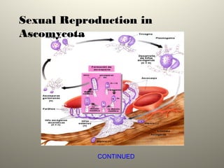 CONTINUED
Sexual Reproduction in
Ascomycota
 