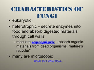 CHARACTERISTICS OF
FUNGI
• eukaryotic
• heterotrophic – secrete enzymes into
food and absorb digested materials
through cell walls
– most are saprophytic – absorb organic
materials from dead organisms, “nature’s
recycler”
• many are microscopic
BACK TO FUNGI HALL
 