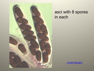 asci with 8 spores
in each
CONTINUED
 