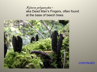 Xylaria polymorpha -
aka Dead Man’s Fingers, often found
at the base of beech trees
CONTINUED
 