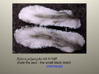 Xylaria polymorpha cut in half
(note the asci - the small black dots!)
CONTINUED
 