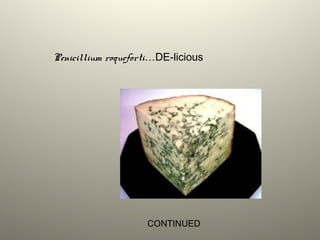 Penicillium roqueforti…DE-licious
CONTINUED
 