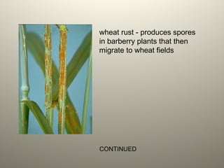 wheat rust - produces spores
in barberry plants that then
migrate to wheat fields
CONTINUED
 
