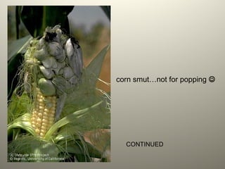 corn smut…not for popping 
CONTINUED
 
