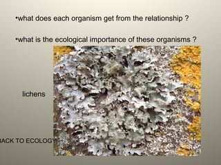 •what does each organism get from the relationship ?
•what is the ecological importance of these organisms ?
lichens
BACK TO ECOLOGY
 