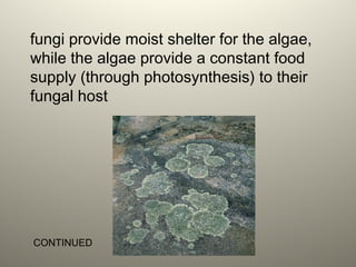 fungi provide moist shelter for the algae,
while the algae provide a constant food
supply (through photosynthesis) to their
fungal host
CONTINUED
 