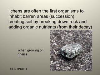 lichens are often the first organisms to
inhabit barren areas (succession),
creating soil by breaking down rock and
adding organic nutrients (from their decay)
lichen growing on
gneiss
CONTINUED
 