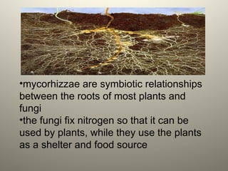•mycorhizzae are symbiotic relationships
between the roots of most plants and
fungi
•the fungi fix nitrogen so that it can be
used by plants, while they use the plants
as a shelter and food source
 