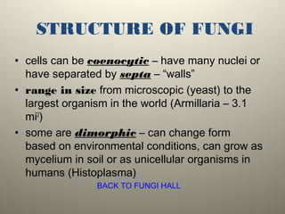 STRUCTURE OF FUNGI
• cells can be coenocytic – have many nuclei or
have separated by septa – “walls”
• range in size from microscopic (yeast) to the
largest organism in the world (Armillaria – 3.1
mi2
)
• some are dimorphic – can change form
based on environmental conditions, can grow as
mycelium in soil or as unicellular organisms in
humans (Histoplasma)
BACK TO FUNGI HALL
 