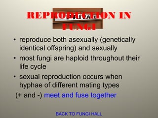 REPRODUCTION IN
FUNGI
• reproduce both asexually (genetically
identical offspring) and sexually
• most fungi are haploid throughout their
life cycle
• sexual reproduction occurs when
hyphae of different mating types
(+ and -) meet and fuse together
BACK TO FUNGI HALL
 