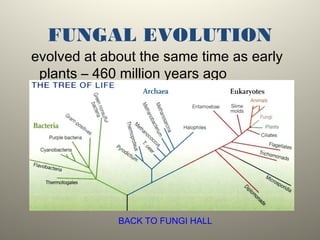 FUNGAL EVOLUTION
evolved at about the same time as early
plants – 460 million years ago
BACK TO FUNGI HALL
 