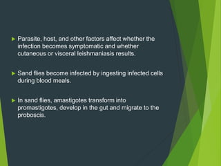  Parasite, host, and other factors affect whether the
infection becomes symptomatic and whether
cutaneous or visceral leishmaniasis results.
 Sand flies become infected by ingesting infected cells
during blood meals.
 In sand flies, amastigotes transform into
promastigotes, develop in the gut and migrate to the
proboscis.
 