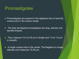 Promastigotes
 Promastigotes are present in the digestive tract of sand fly
(vector) and in the culture media.
 The fully developed promastigotes are long, slender and
spindle-shaped.
 They measure 14.3 to 20 μm in length and 1.5 to 1.8 μm
in breadth.
 A single nucleus lies in the center. The flagellum is single,
delicate and measures 15-28 μm.
 