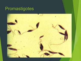 Promastigotes
 