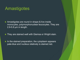 Amastigotes
 Amastigotes are round in shape & live inside
monocytes, polymorphonuclear leucocytes. They are
2.9-5.9 μm in length.
 They are stained well with Giemsa or Wright stain.
 In the stained preparation, the cytoplasm appears
pale-blue and nucleus relatively is stained red.
 