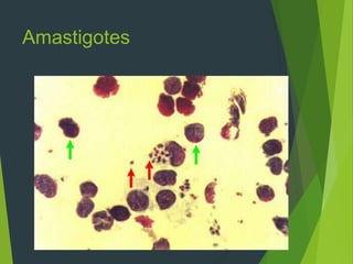 Amastigotes
 