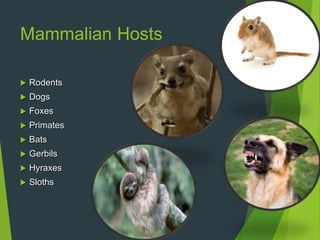 Mammalian Hosts
 Rodents
 Dogs
 Foxes
 Primates
 Bats
 Gerbils
 Hyraxes
 Sloths
 