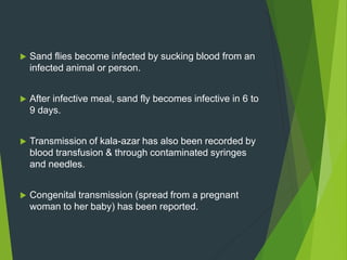  Sand flies become infected by sucking blood from an
infected animal or person.
 After infective meal, sand fly becomes infective in 6 to
9 days.
 Transmission of kala-azar has also been recorded by
blood transfusion & through contaminated syringes
and needles.
 Congenital transmission (spread from a pregnant
woman to her baby) has been reported.
 