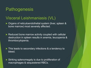 Pathogenesis
Visceral Leishmaniasis (VL)
 Organs of reticuloendothelial system (liver, spleen &
bone marrow) most severely affected.
 Reduced bone marrow activity coupled with cellular
destruction in spleen results in anemia, leucopenia &
thrombocytopenia.
 This leads to secondary infections & a tendency to
bleed.
 Striking splenomegaly is due to proliferation of
macrophages & sequestered RBCs.
 
